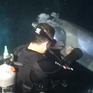Golfinho pedindo ajuda a um mergulhador