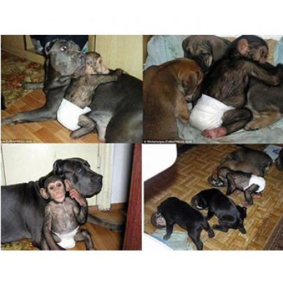 Chimpanzé abandonado pela mãe é adotado por um cão
