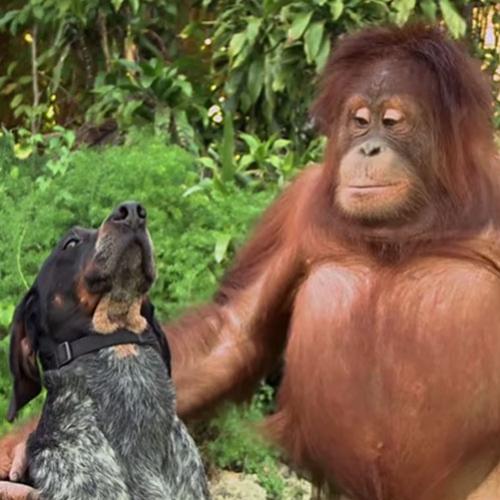 Amizades improváveis entre diversos animais