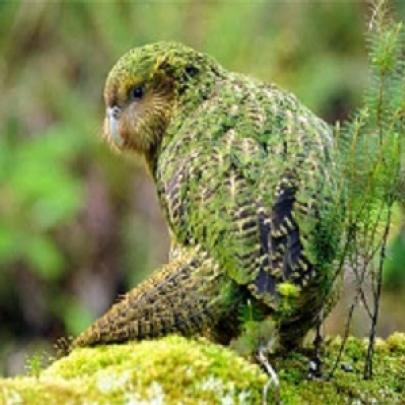 Conheça Kakapo - A Rara Ave da Nova Zelândia