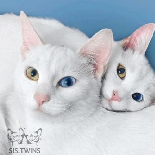 Gatos de olhos bicolores são considerados os mais bonitos do mundo