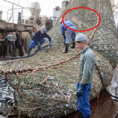 Estes pescadores apanharam algo incomum nas redes que semeou o pânico 
