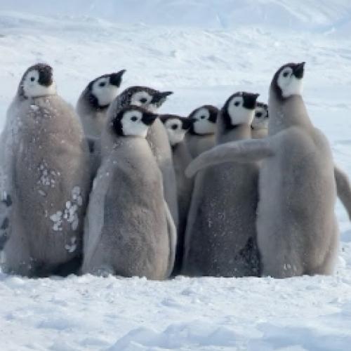 Pinguim vira herói ao salvar outros pinguins