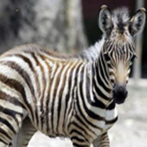 Deu zebra? Confira a origem de expressões com animais.