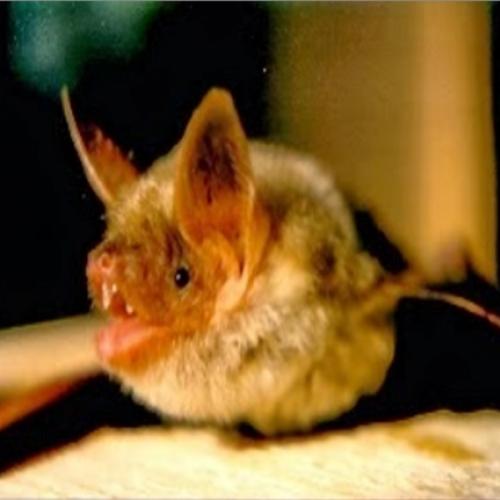 Morcegos: Proteção contra o Gelo