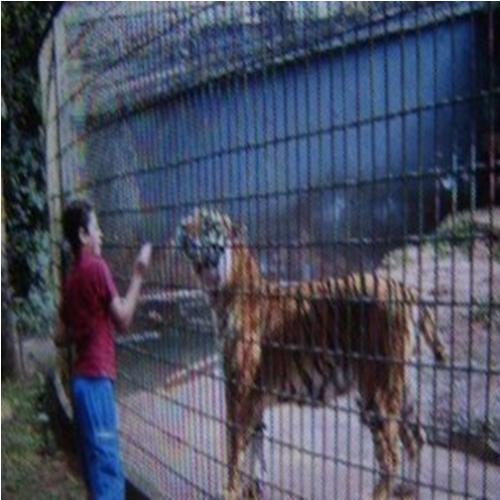 Tigre que atacou criança pode ser sacrificado
