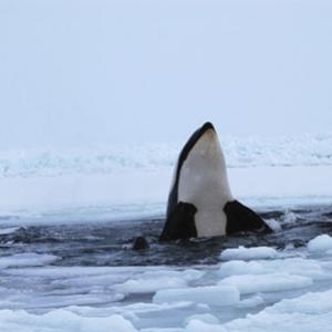 Orcas aprisionadas no gelo conseguem escapar