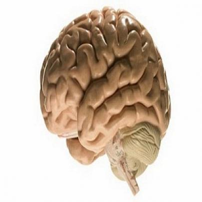 Você sabia que o cérebro humano está encolhendo?