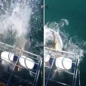 Tubarão branco arrebenta grade de proteção e ameaça mergulhadores