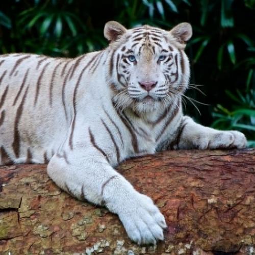 Cuidador de um zoológico no Japão é morto por um tigre branco.