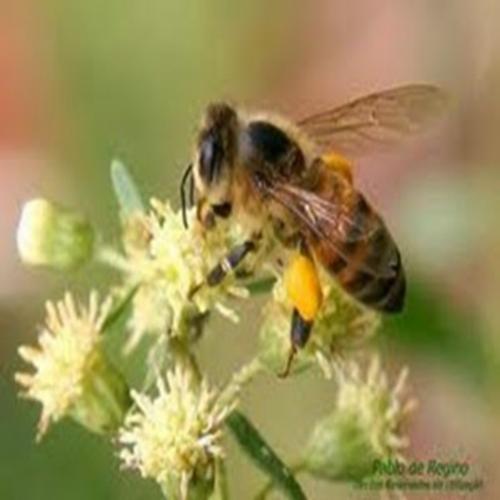 Curiosidades sobre abelhas . Uma colmeia abriga cerca de 50 mil abelha
