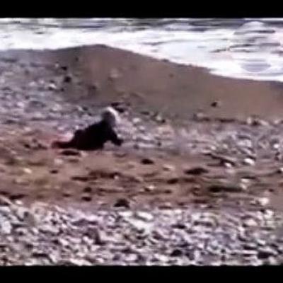Cãozinho tenta salvar bebê, que está muito próximo do mar