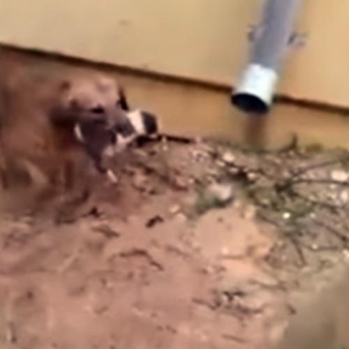 Vídeo comovente de cachorra tentando salvar seus filhotes