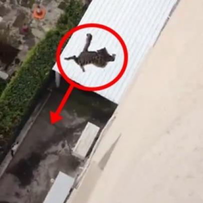 Gato se joga do alto de um prédio, não morre e continua andando