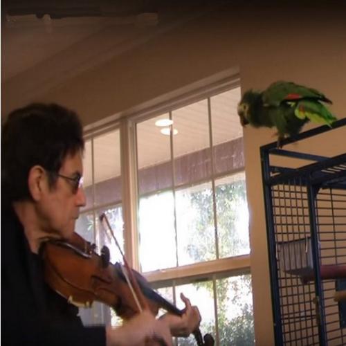Um papagaio que sonha ser critico musical