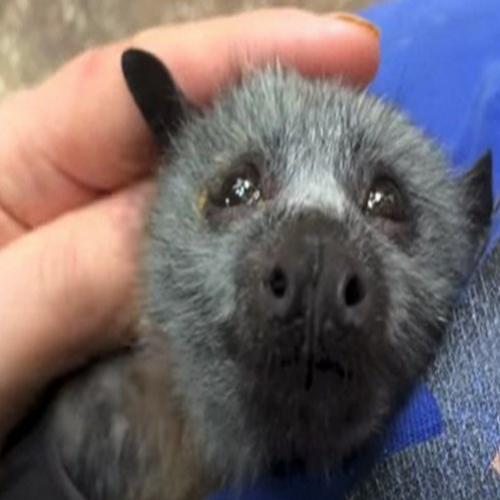 Filhote de morcego recebe carinho e não consegue conter alegria