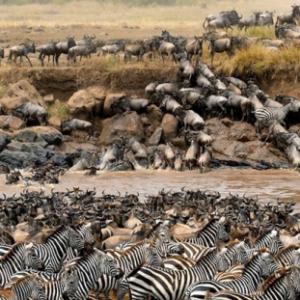 Migração de ungulados na reserva de Masai Mara