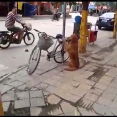 O incrível Cão que cuida da bicicleta do dono enquanto ele faz compras
