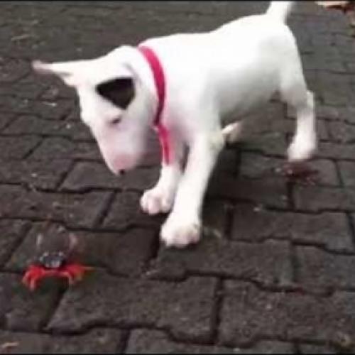 Cachorro vs Caranguejo