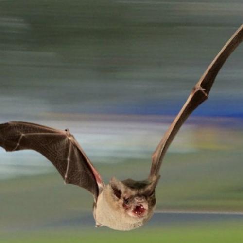 Morcegos brasileiros chocam cientistas por quebrarem recordes 