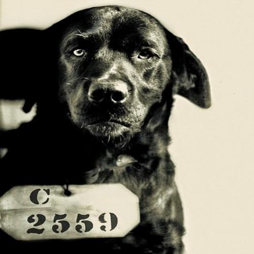Conheça a história do cachorro que foi condenado à prisão perpétua .