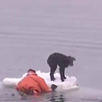 Cão preso a um pequeno iceberg é resgatado por embarcação
