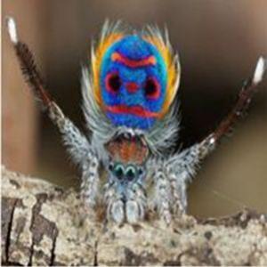Cientista flagra aranha que mais parece um pavão