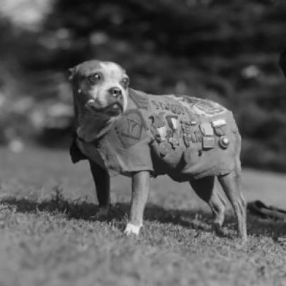 Animais na guerra - A Primeira Guerra Mundial em fotos