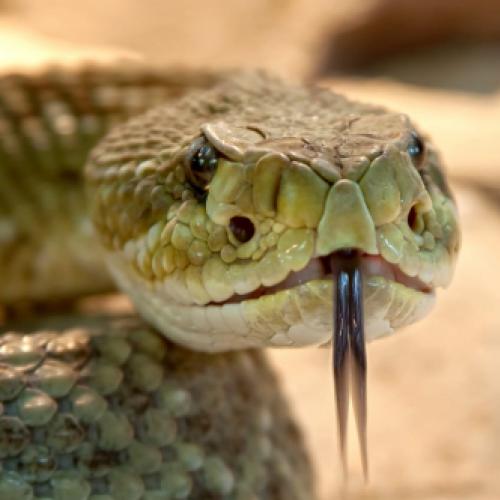 Top 10 das cobras mais venenosas do mundo