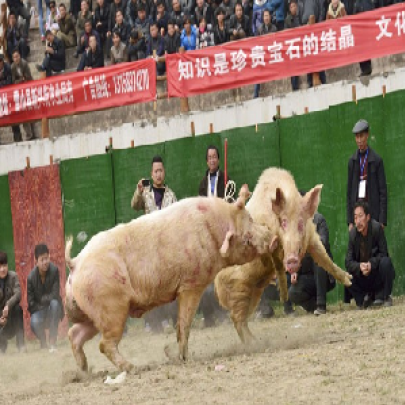 Chineses promovem briga de porcos e lotam estádio