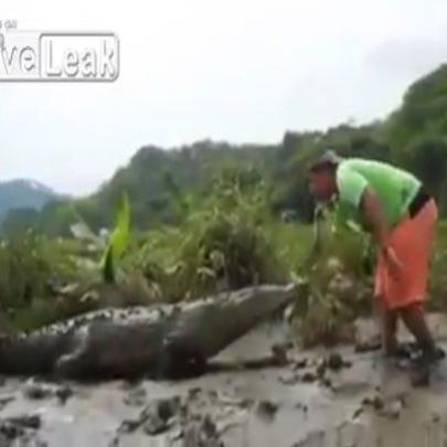 Crocodilo pega peixe na boca do homem