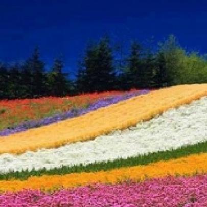Campos de flores em Hokkaido, no Japão