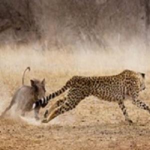 Javali vira o jogo e persegue guepardo na África do sul !!!!