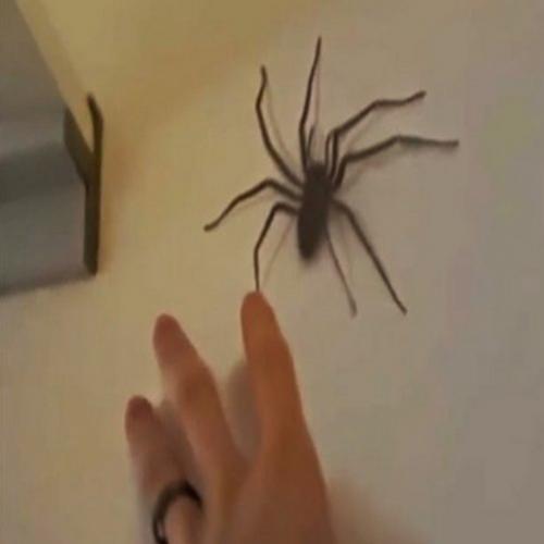 Ele foi provocar a enorme aranha e veja o que aconteceu