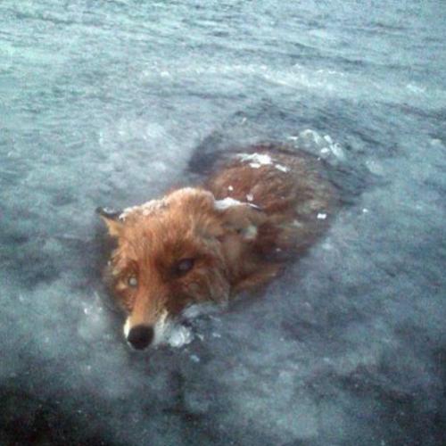 Fotos mostram raposa congelada em lago na Suécia