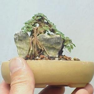 Bonsai: Uma mini árvore para chamar de sua