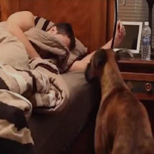 Vídeo: Cachorro acordando o dono... Despertador Canino kkkk  