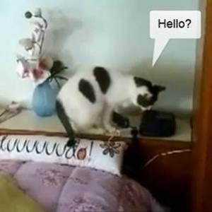 Gato atende telefone: Alô, quem é?