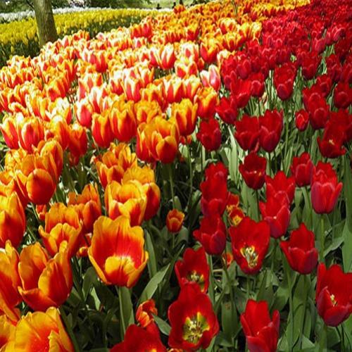 Por que conhecer o museu das tulipas de Amsterdam e o parque Keukenhof