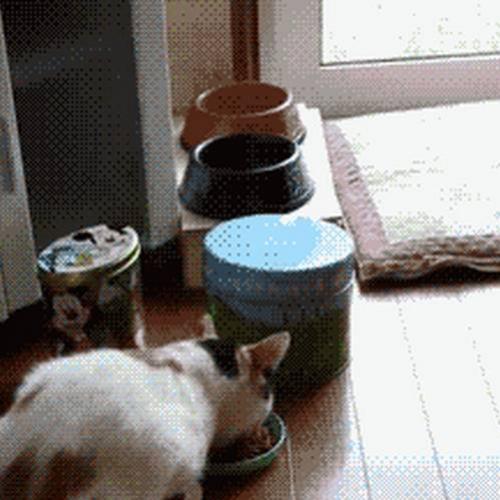 Pepino atacando o gatinho