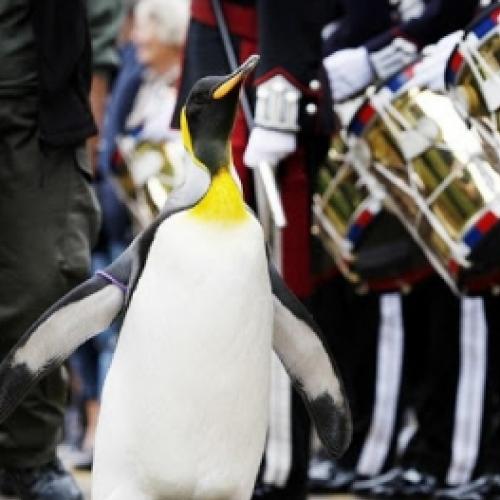 Pinguim é promovido a general de brigado pelo exército norueguês