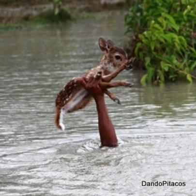 Garoto se arrisca e salva filhote de cervo de enchente em Bangladech