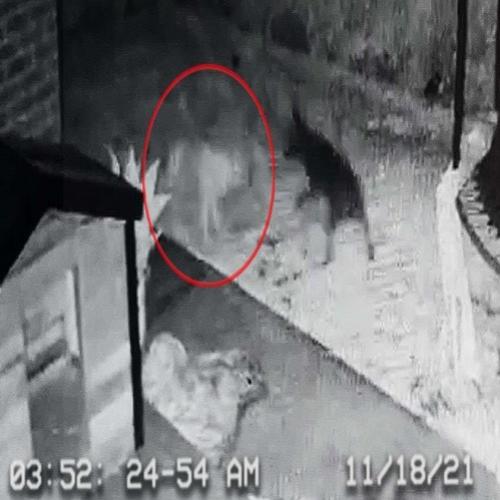 Homem afirma ter filmado um cachorro fantasma brincando com seu animal