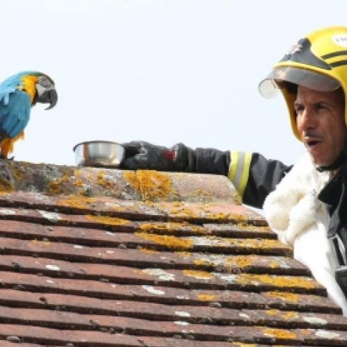 Bombeiros resgatam papagaia 'boca-suja' em Londres