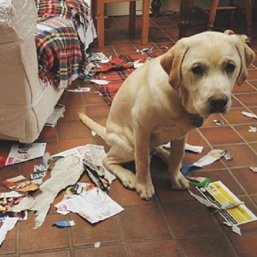 26 Cachorros envergonhados que precisam explicar o que aconteceu