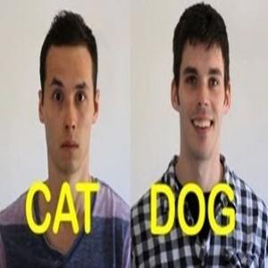 A diferença de um amigo cachorro e um amigo gato