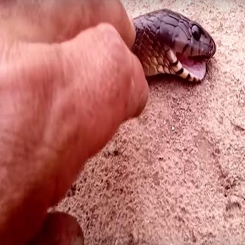 Assista ao bizarro momento em que esta cobra se finge de morta