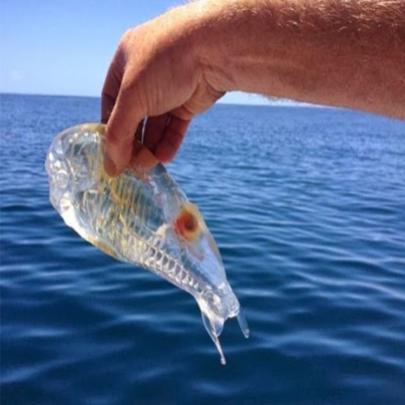 Pescador encontra peixe transparente !