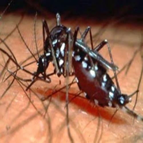 A dengue: Drauzio Varella ensina a reconhecer a dengue.