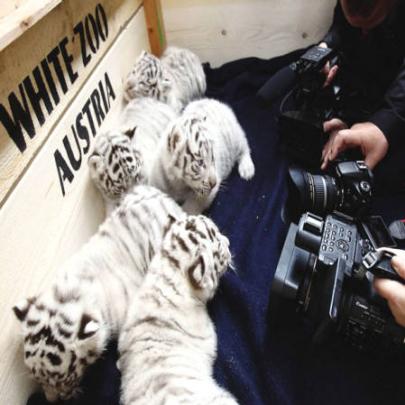 Quíntuplos de tigre de bengala nascem em zoológico da Áustria